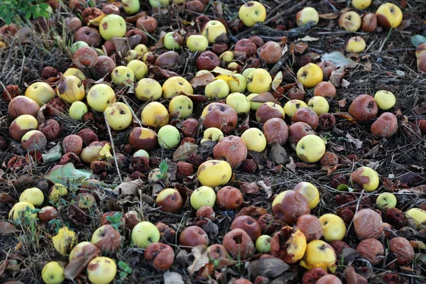 Elma / düşmüş meyve elma ağacının