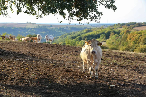 Krowy Jedzą Siano Pióra — Zdjęcie stockowe