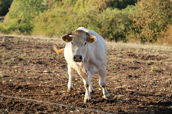 İnekler saman hapiste yemek.