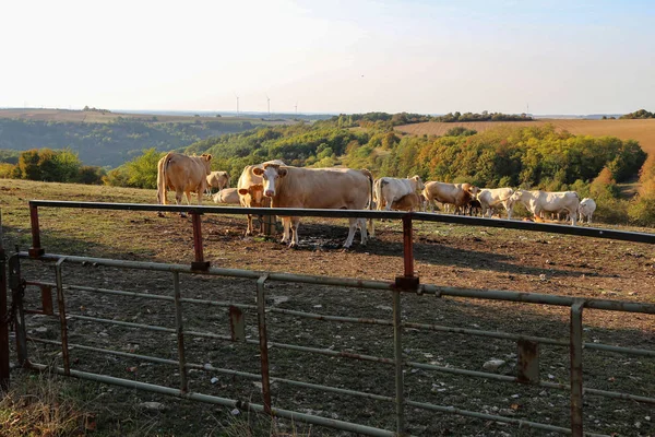 Mucche Mangiano Fieno Nella Penna — Foto Stock