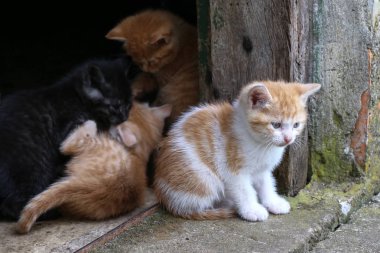Yavru kedi / küçük Redhead kedi yavrusu