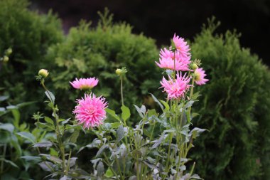 Güzel sonbahar çiçekler. Çiçekli dahlias bahçede.