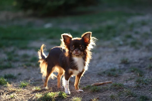 Chihuahua Hond Beetje Hond Loopt Door Het Gras — Stockfoto