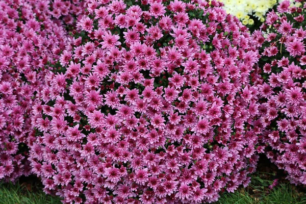 さまざまな色の菊の美しい秋の花 — ストック写真