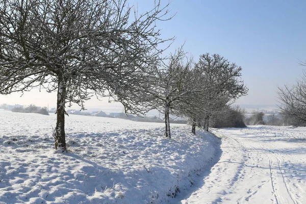 Winterlandschap Winter Weg Tussen Bomen — Stockfoto