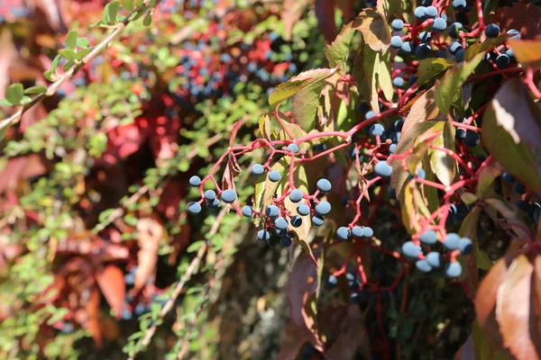 Красивые Осенние Листья Дикой Винодельни Стене Дома — стоковое фото