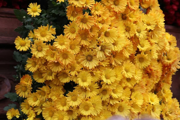 さまざまな色の菊の美しい秋の花 — ストック写真