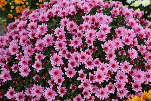Krizantém Különböző Színű Szép Őszi Virágok — Stock Fotó