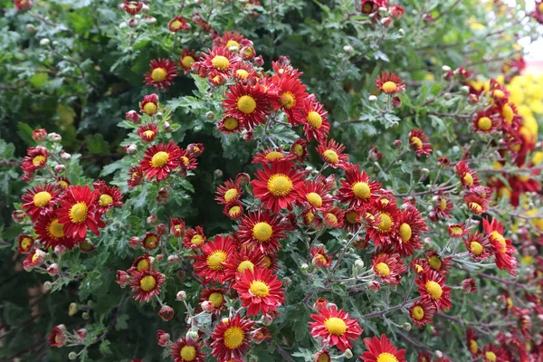 Indah Musim Gugur Bunga Krisantemum Dengan Warna Yang Berbeda — Stok Foto