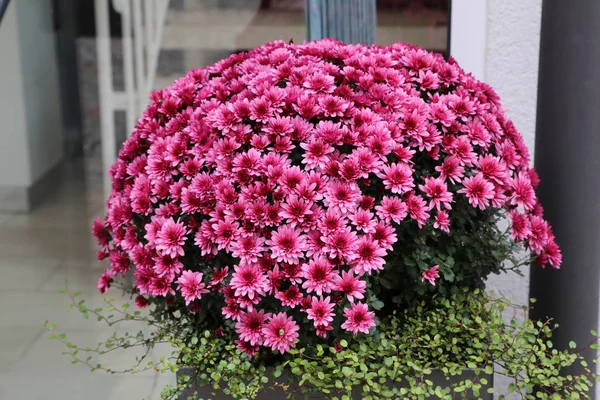 さまざまな色の菊の美しい秋の花 — ストック写真