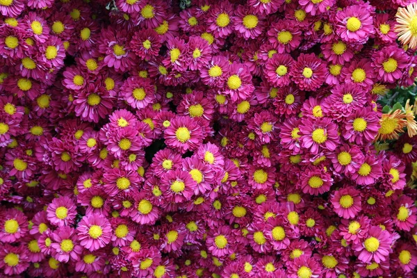 さまざまな色の菊の美しい秋の花 — ストック写真