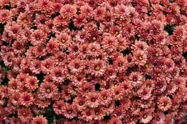 Krizantém Különböző Színű Szép Őszi Virágok — Stock Fotó