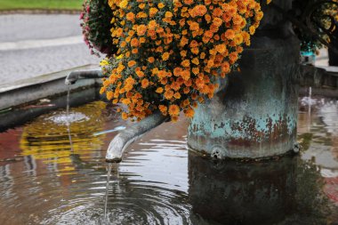 Şehir de güzel çiçekler, krizantem dekore edilmiş.