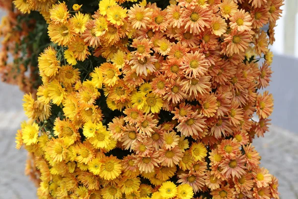 さまざまな色の菊の美しい秋の花 — ストック写真