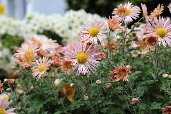 Chrysanthemum. Beautiful autumn flowers of Chrysanthemum of different colors.