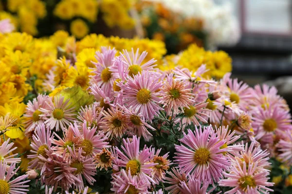 さまざまな色の菊の美しい秋の花 — ストック写真