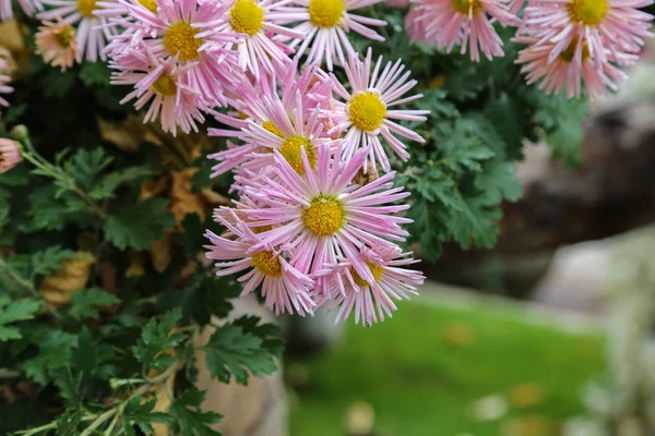 Chrysanthemum. Beautiful autumn flowers of Chrysanthemum of different colors.