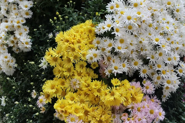 Krizantém Krizantém Különböző Színű Szép Őszi Virágok — Stock Fotó