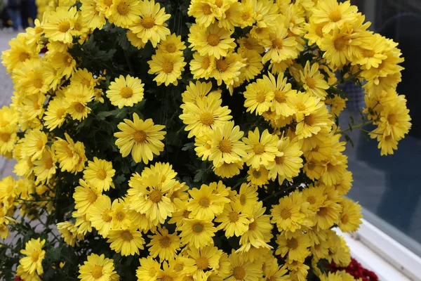 さまざまな色の菊の美しい秋の花 — ストック写真