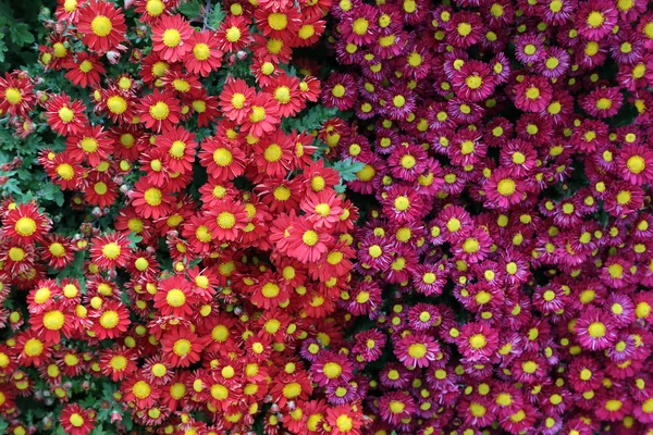 Crisântemo Lindas Flores Outono Crisântemo Cores Diferentes — Fotografia de Stock