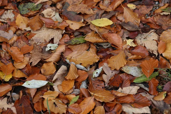 Gevallen Herfstbladeren Grond — Stockfoto