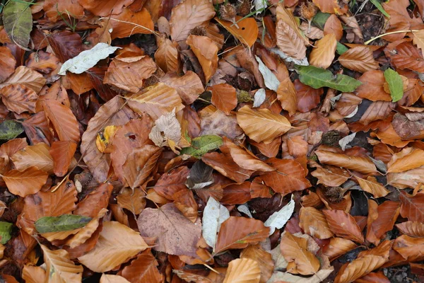 Tapete de folhas de outono. Folhas de outono caídas no chão . — Fotografia de Stock