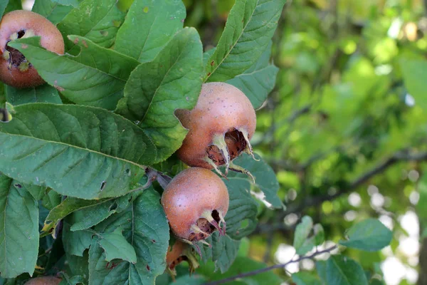 Frutto Mespilus Germanica Chiamato Anche Nespola Comune Albero — Foto Stock