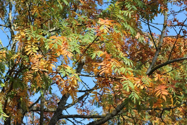 Fogliame Autunnale Brillante Sugli Alberi — Foto Stock