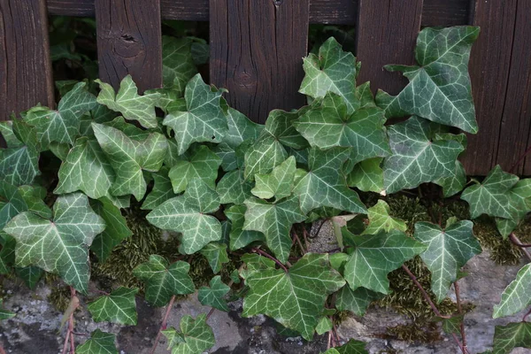 Ivy Arbustes Rampants Accrochés Leurs Racines Adventives Des Murs Troncs — Photo