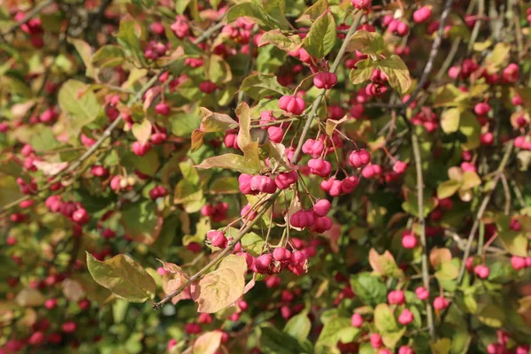 Fioritura Autunnale Euonimus Arbusto Fioritura Autunno — Foto Stock