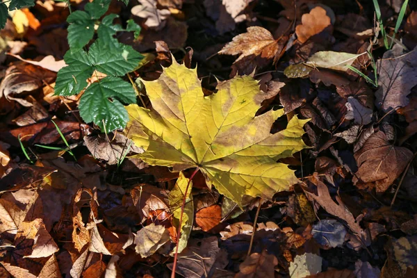 Koberec Podzimního Listí Poklesla Podzimní Listí Zemi — Stock fotografie