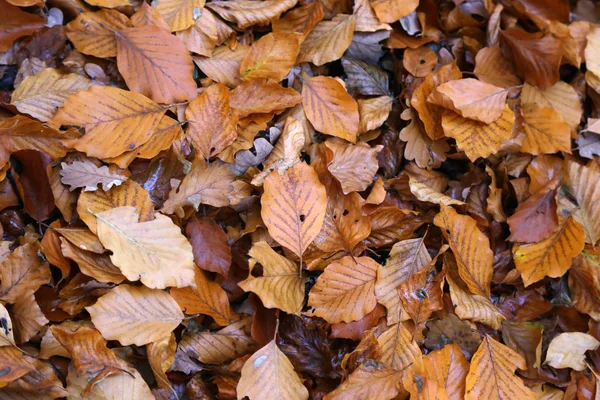 Tapis Feuilles Automne Feuilles Automne Tombées Sur Sol — Photo