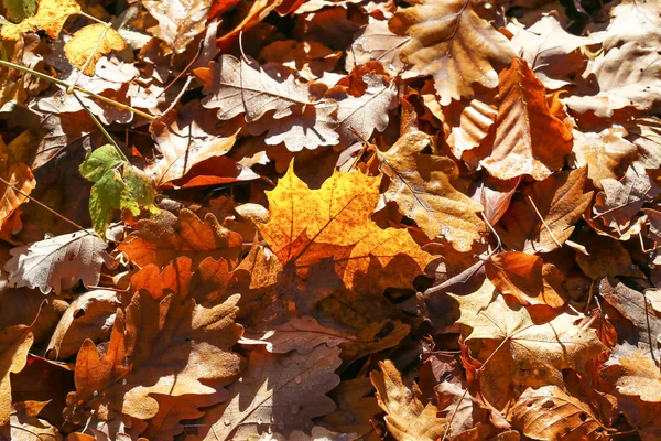 Feuillage Automne Lumineux Feuillage Automne Brillant Sur Les Arbres — Photo