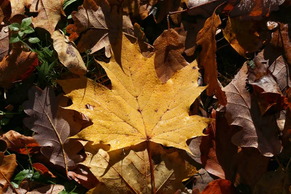 Helles Herbstlaub Helles Herbstlaub Bäumen — Stockfoto