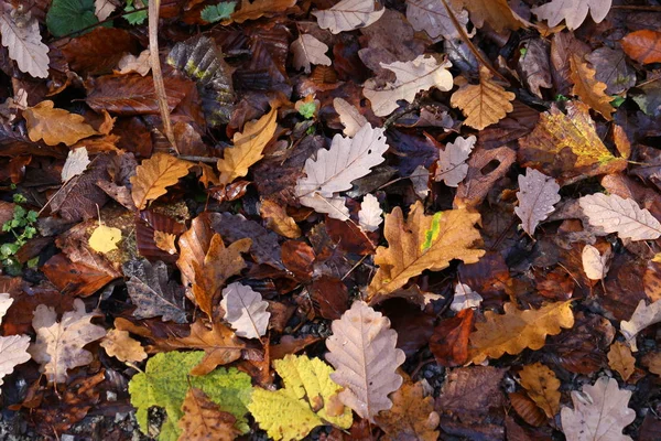 Tapijt Van Herfstbladeren Gevallen Herfstbladeren Grond — Stockfoto