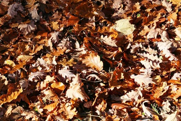 Tapete Folhas Outono Folhas Outono Caídas Chão — Fotografia de Stock