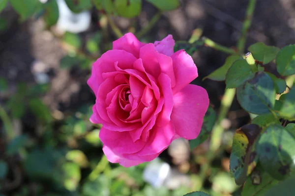 Piękne Kwiaty Piękne Róże Ogrodzie — Zdjęcie stockowe