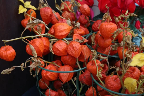 サイサリス Peruviana 果物を収穫します ホオズキの花 鬼灯や秋の庭の冬桜 — ストック写真