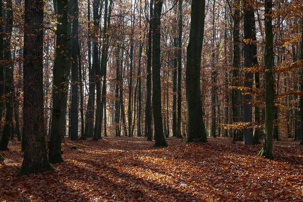 Sonbahar Ormanda Ormandaki Ağaçlar Sonbahar — Stok fotoğraf