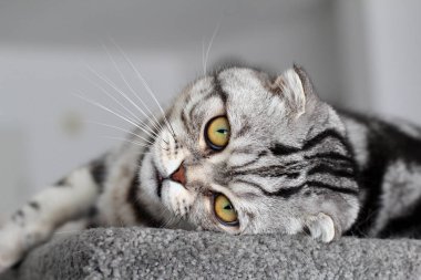 Güzel bir safkan evcil hayvan portresi. İngiliz Shorthair kedi yavrusu