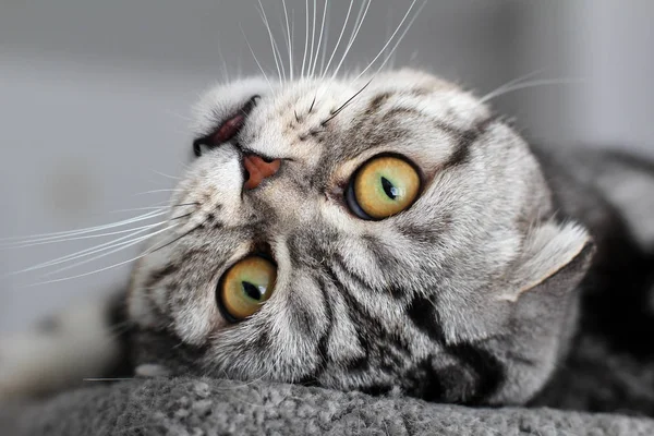 Retrato Uma Bela Casa Raça Pura Gatinho Britânico Shorthair — Fotografia de Stock