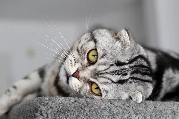 Retrato Uma Bela Casa Raça Pura Gatinho Britânico Shorthair — Fotografia de Stock