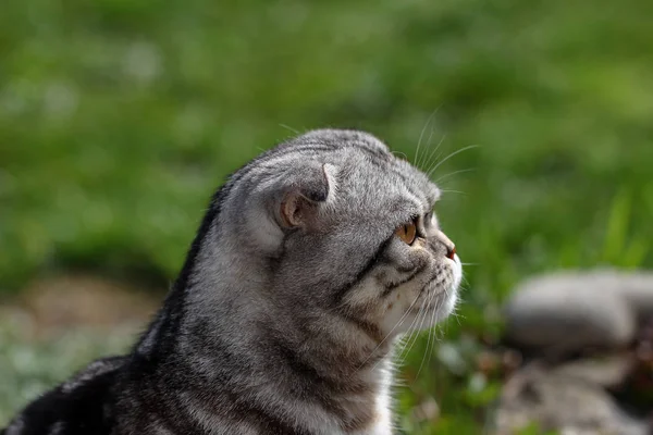 Portrait Beautiful Purebred Housecat British Shorthair Kitten — Stock Photo, Image