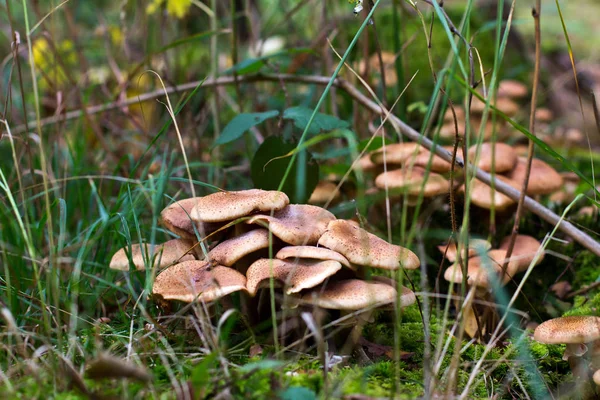Floresta Cogumelos Selvagens Crescem Toco — Fotografia de Stock
