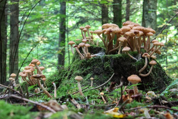 Forest Wild Mushrooms Grow Stump — Stock Photo, Image