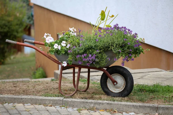 Carrinho Mão Construção Plantado Belas Flores Fica Jardim — Fotografia de Stock