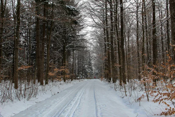 Winter Woods Snowy Forest Winter — Stock Photo, Image