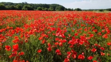 Büyük haşhaş alan açık güneşli bir günde