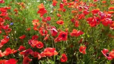 Büyük haşhaş alan açık güneşli bir günde