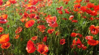 Büyük haşhaş alan açık güneşli bir günde